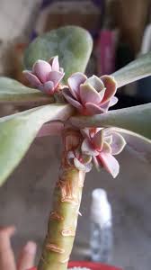 Pin On Succulents