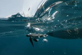 By sharing biblical, historical and modern perspectives, we promote worldwide unity with the people, country and land of israel. Mayo To Med Israel Returns Sea Turtles After Tar Cleanup Reuters