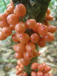 Image result for Maesobotrya