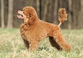Poodle Dog In 2020 Non Shedding Dog Breeds Non Shedding Dogs Dog Shedding