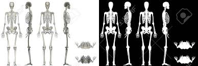 We did not find results for: Human Anatomy Female Skeletal System Stock Photo Picture And Royalty Free Image Image 142559459