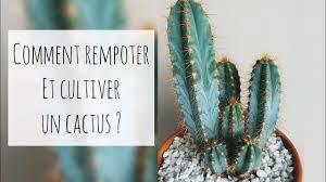 C'est un tout petit cactus dont la hauteur ne dépasse pas les 5 cm. Cultiver Et Rempoter Un Cactus Tout Savoir De A Z Youtube
