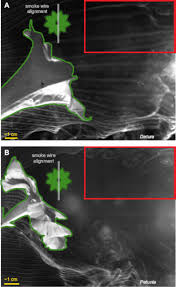 In this role, the counselor independently provides genetic counseling and referral services for patients southeast permanente medical group. Hawkmoth Flight In The Unsteady Wakes Of Flowers Biorxiv