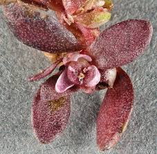 Image result for Elatine