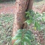 Image result for Casearia battiscombei