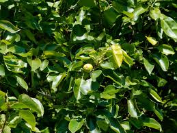 Image result for Pyrus pyrifolia