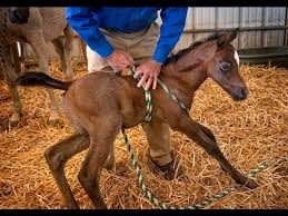Newborn Horse Syndrome Suggests Links To Childhood Autism Youtube