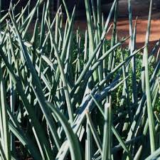 Image result for Sansevieria pearsonii