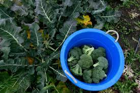 We did not find results for: Popular Alaska Garden Crops Like Kale Cauliflower And Broccoli Should Be Started From Seed Now Anchorage Daily News