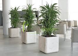 Office Plants Interior Landscaping Tropical Office Plants Live Artificial Plant Displays Interio Office Plants Artificial Indoor Plants Artificial Plants