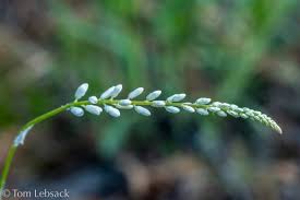 Image result for Polygala transvaalensis
