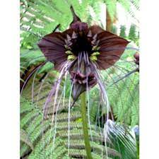 Image Result For Bat Flower Seeds Canada Wordpress