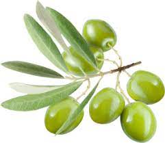 Download Violin Bow Png Images Background Png Free Png Images Olive Olive Tree Green Olives