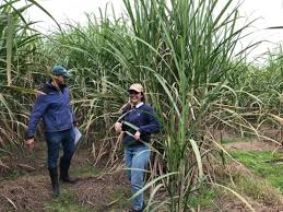 Alvaro Isaias Pérez