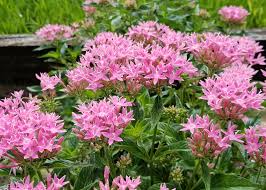Image result for Pentas longiflora