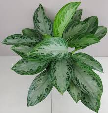 A related variety of aglaonema, silver bay, has even more silvery tones to its leaves. Aglaonema Silver Bay Silver Aglaonema Chinese Evergreen Arum Plant Live House Plant Ships In 4 Or 6 Pot Aglaonema Silver Bay Live House Plants Silver Bay