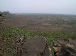 Image result for Hugonia platysepala