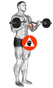 Le curl est l'exercice idéal pour développer les biceps. Comment Pratiquer La Musculation Avec Un Valgus Du Coude