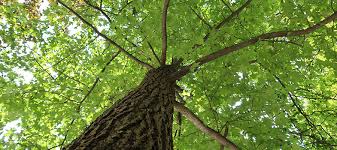 Ejq landscape & tree services llc. Tree Service Overland Park Tree Removal Tree Trimming More