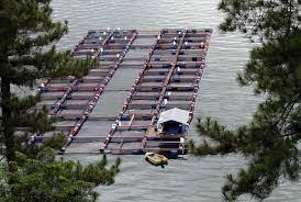 Lipi Idealnya Hanya 543 Keramba Jaring Apung Di Danau Toba Menara62