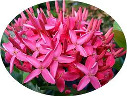 Image result for Ixora narcissodora