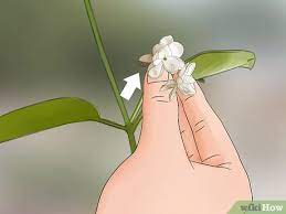 Water jasmine or sometimes known as wild water plum is a shrub or a hedge plant. How To Grow Jasmine From Cuttings With Pictures Wikihow