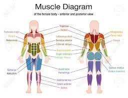 Muscle names of lower back. Muscle Diagram Of The Female Body With Accurate Description Of Royalty Free Cliparts Vectors And Stock Illustration Image 87041495