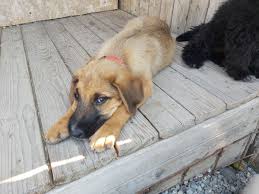 Hausmittel um den teppich schnell wieder sauber zu bekommen und dabei außerdem zu schonen. Der Hund Muss Wieder Weg Jetzt 18 08 2020 Freundeskreis Brunopet Tierschutz In Rumanien