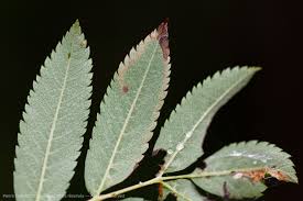 Image result for Stigmella ulmariae