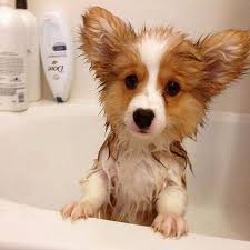 Black White And Brown Corgi Pin By Corgilover On All Thing Corgi Corgi Dog Baby Animals Cute Corgi