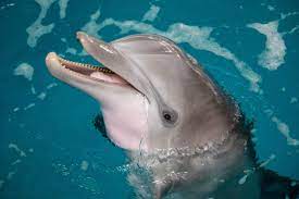 If you fail, then bless your heart. Dolphin Facts Quiz Clearwater Marine Aquarium