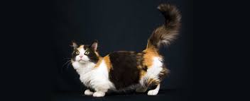 The munchkin crossed with persians, himalayans, and exotic shorthairs created the napoleon. Munchkin Cat Breed Profile Petfinder