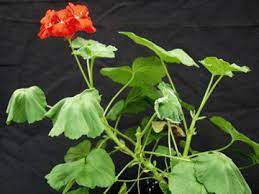 R Solanacearum Bacterial Wilt Southern Wilt Of Geranium