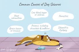 People often have no idea that they have a tumor growing inside them, and dogs are no different. A List Of Possible Causes Of Seizures In Dogs