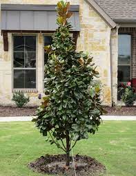 Flowers in the spring and in the summer. Teddy Bear Magnolia Dallas Texas Treeland Nursery