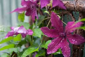 In late winter cut off all dead, diseased, and damaged wood. 3 Ways To Prune Your Clematis P Allen Smith