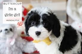We expect every breeder to comply with all state laws and follow strict guidelines that we have put in place. Cavapoo And Cavachon Puppies For Sale Foxglove Farm Foxglove Farm
