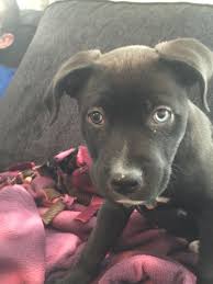 But, exactly when do puppy's eyes change color? My Puppys Eye Is Changing Color From Blue To Brown Animals Puppies Color