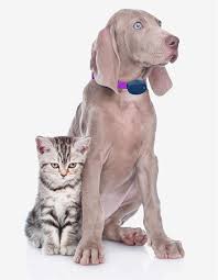 U0003durable, strong, washable and guaranteed, even if chewed! Buy Extreme Dog Fence Dog Collar Replacement Strap Compatible With Nearly All Brands And Models Of Underground Dog Fences Online In Vietnam B07rmyxp1w