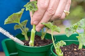 Image result for cuttings of geraniums
