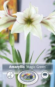 Image result for Hippeastrum
