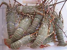 Cf latin cerus a former a maker, causer; Udang Karang Lobster Mati Sea Products Division