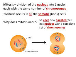We did not find results for: Cell Division Mitosis Notes Ppt Download