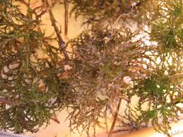 Image result for Najas horrida