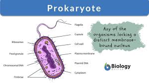 Do you know about the internal structure of a cell? Prokaryote Definition And Examples Biology Online Dictionary