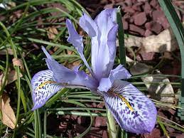 Iris Histrio Native To Lebanon Plants Garden Plants Iris