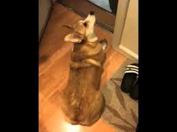 Corgi Wagging Her Tail Youtube With tenor, maker of gif keyboard, add popular tail wagging animated gifs to your conversations. corgi wagging her tail youtube