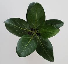 Maybe you would like to learn more about one of these? Ficus Audrey Green Cloud Solutions
