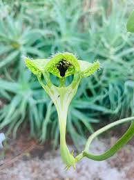 Image result for Ceropegia meyeri-johannis