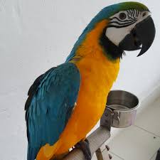 Blue and gold macaws (ara ararauna) for sale, also known as a blue and yellow macaw are intelligent and sociable birds. Young Blue And Gold Macaw For Sale Pet Supplies Homes Other Pet Accessories On Carousell